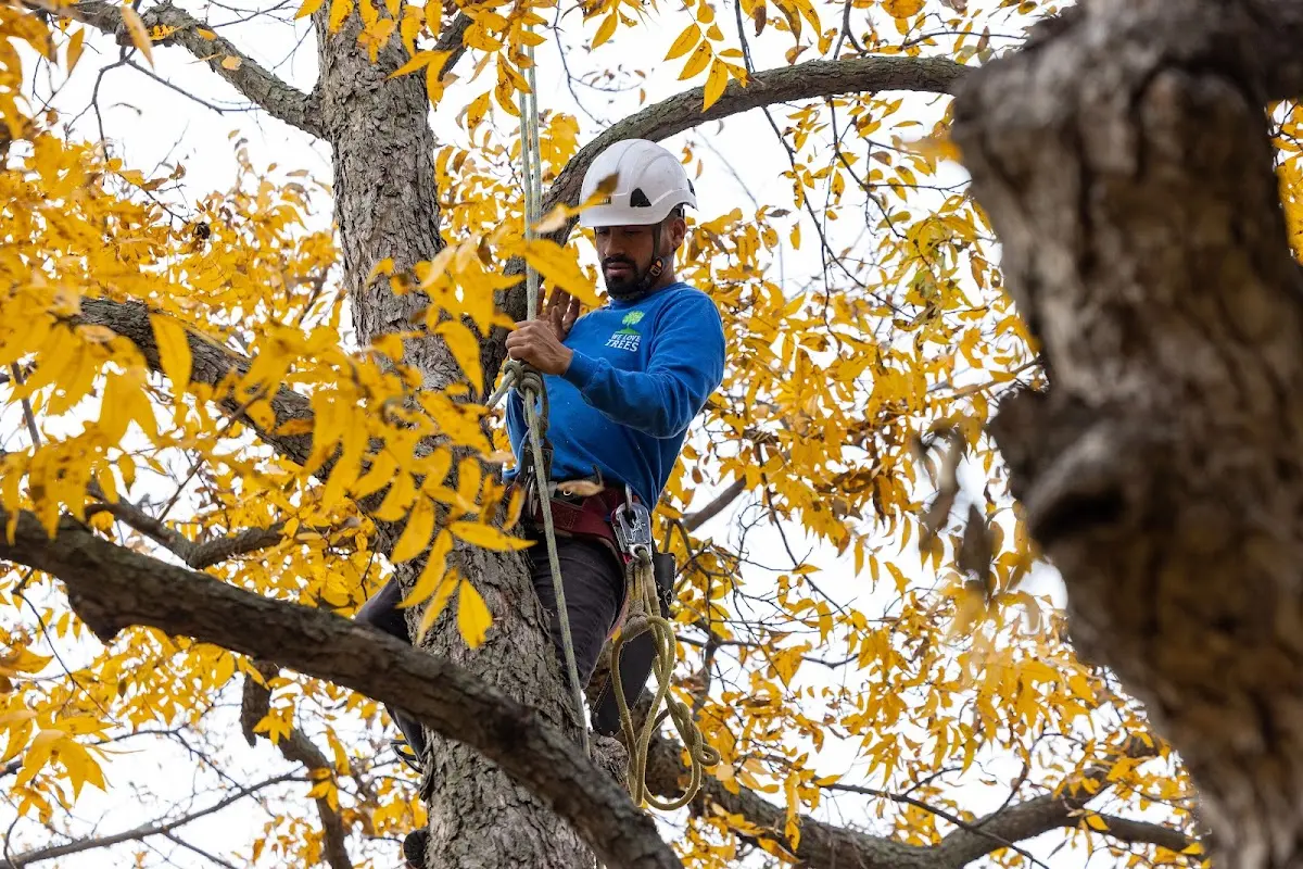 Skilled Tree Pruning crew working in Cuervo