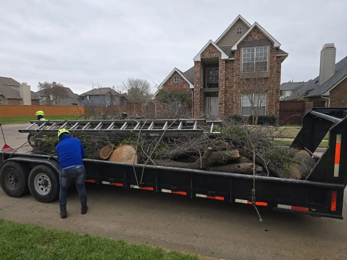 Expert Tree Fertilization with proper safety equipment in Cuervo